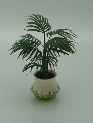 Specimen Fan Palm